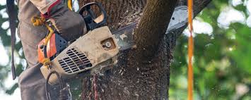 Best Utility Line Clearance  in Golden Hills, CA