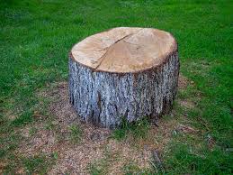 Best Tree Health Inspection  in Golden Hills, CA