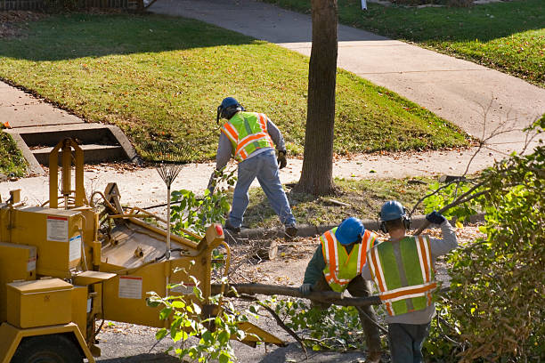 Best Palm Tree Trimming  in Golden Hills, CA