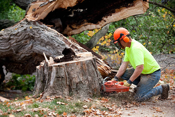 Best Soil Testing and Treatment  in Golden Hills, CA