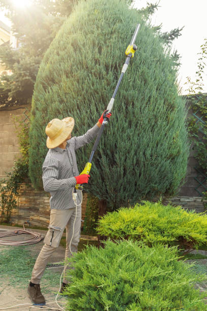 Lawn Pest Prevention in Golden Hills, CA