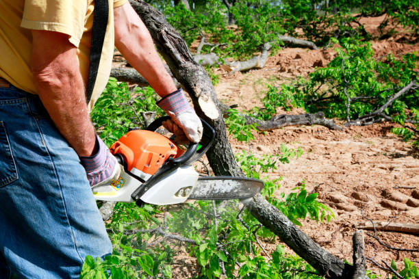 Best Tree Cabling and Bracing  in Golden Hills, CA